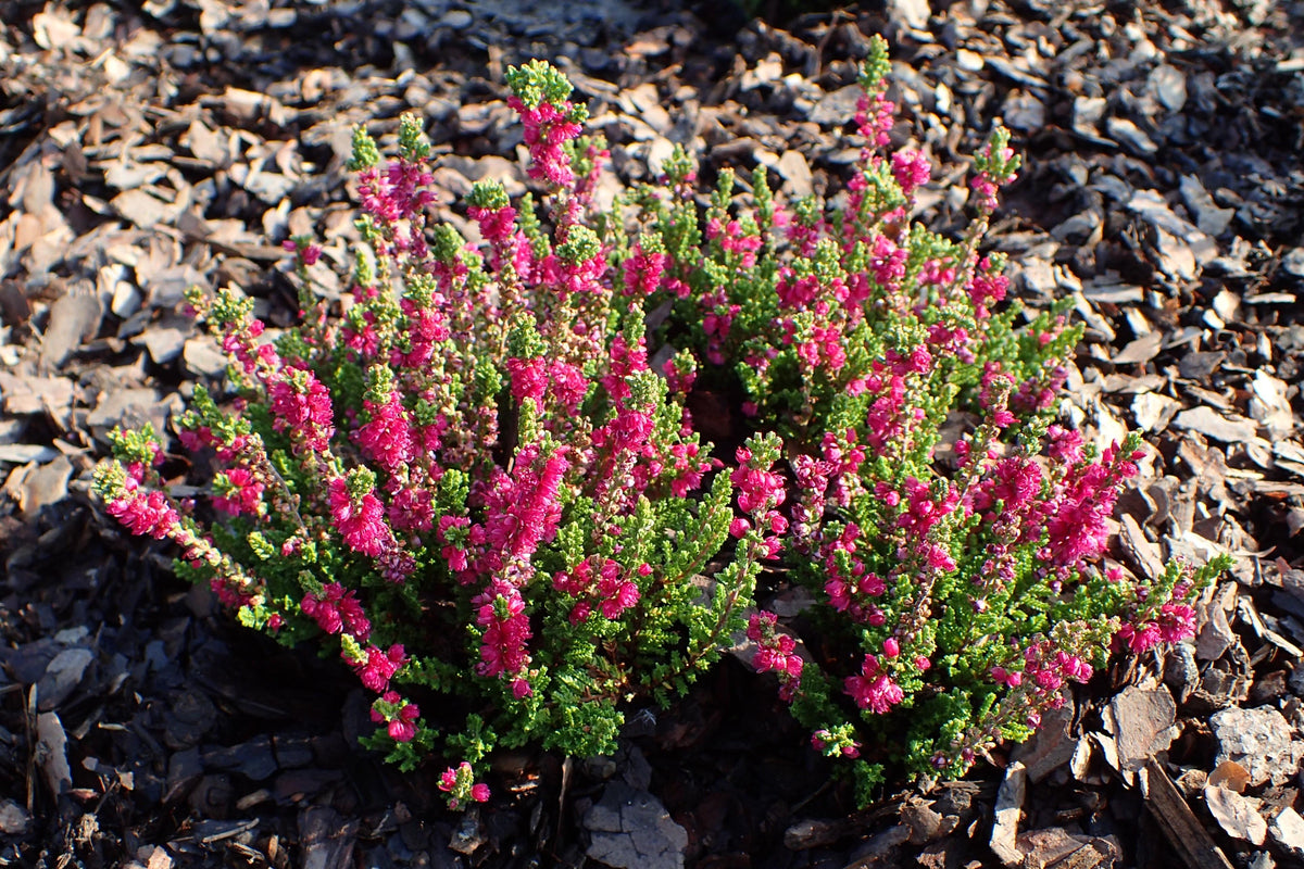 Calluna Vulgaris 'dark Beauty' - View 33 from www redcrocus com