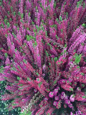 Calluna Vulgaris 'dark Beauty' - View 34 from www redcrocus com