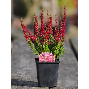 Calluna Vulgaris 'dark Beauty' - View 35 from www redcrocus com