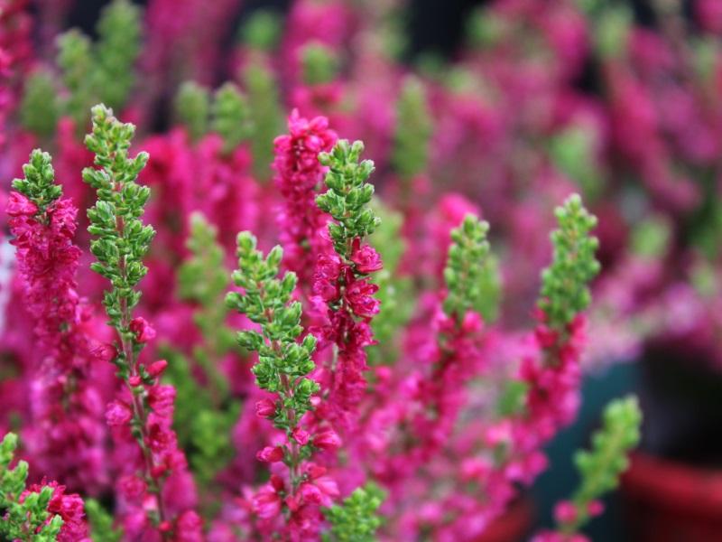 Calluna Vulgaris 'dark Beauty' - View 38 from www redcrocus com