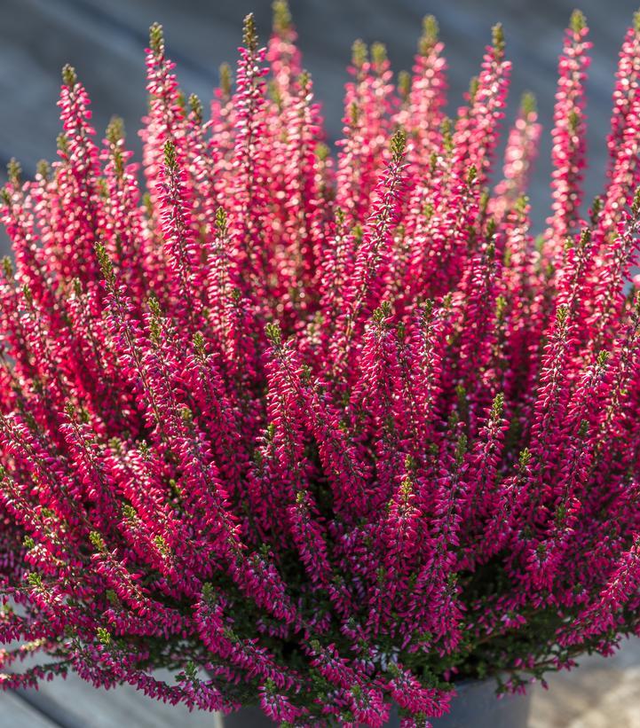 Calluna Vulgaris 'dark Beauty' - View 39 from www redcrocus com