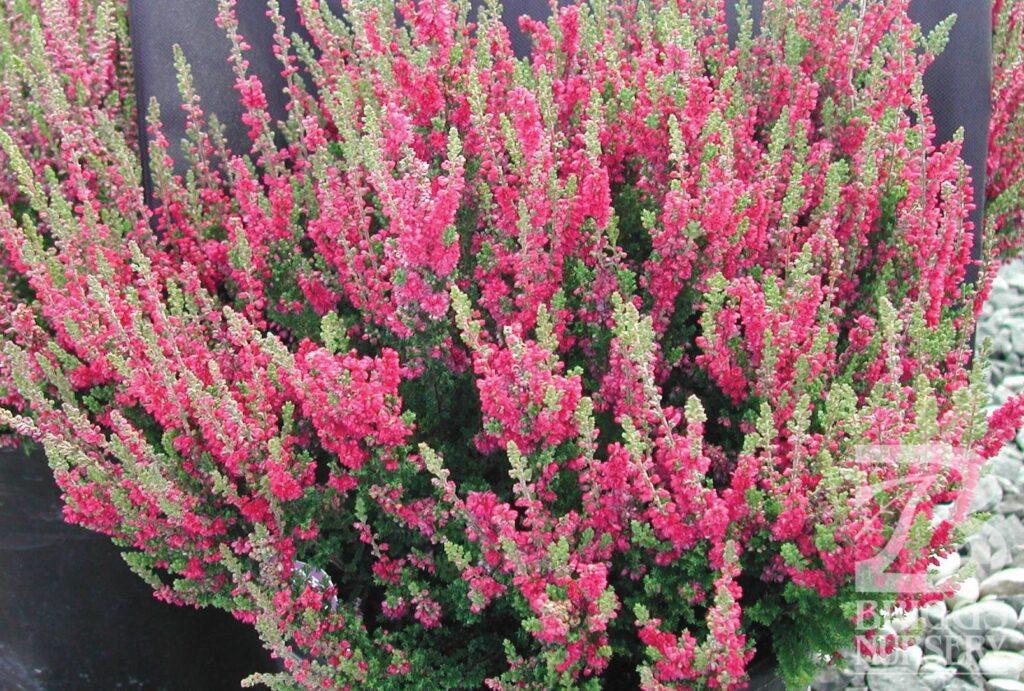 Calluna Vulgaris 'dark Beauty' - View 3 from www redcrocus com