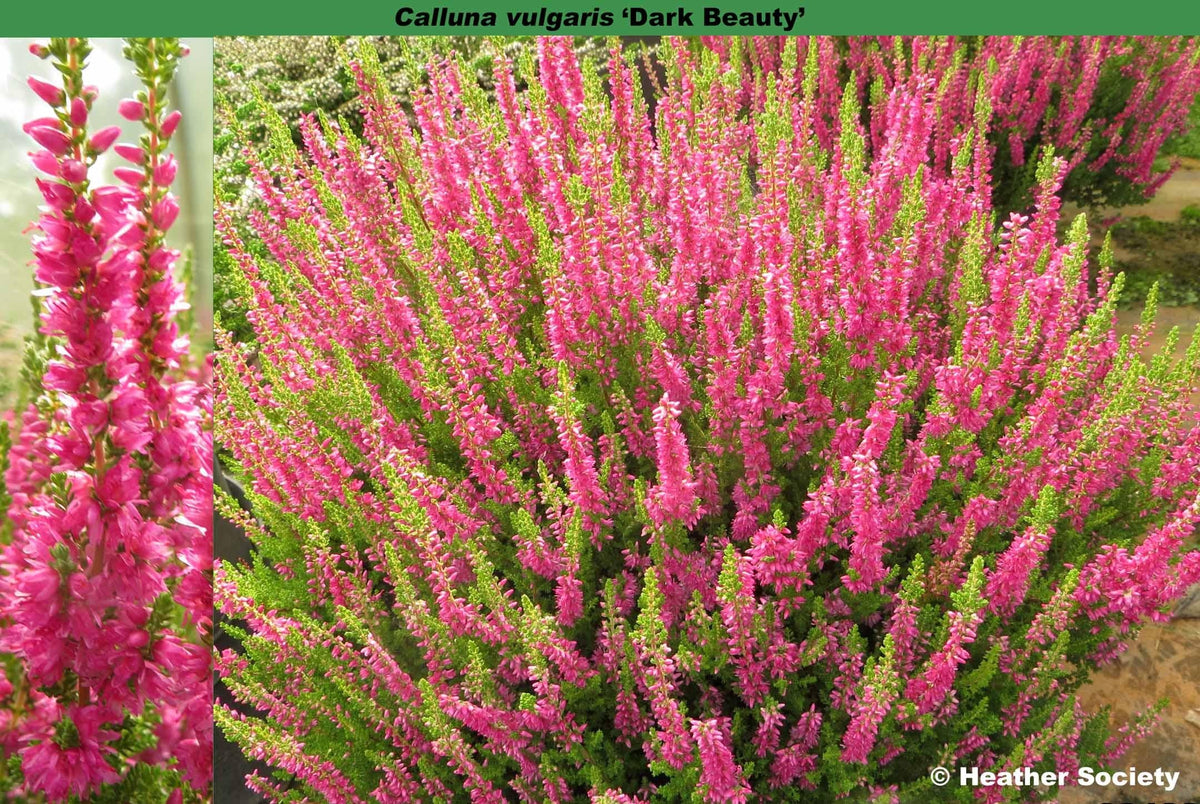 Calluna Vulgaris 'dark Beauty' - View 4 from www redcrocus com