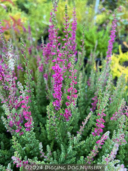Calluna Vulgaris 'dark Beauty' - View 5 from www redcrocus com