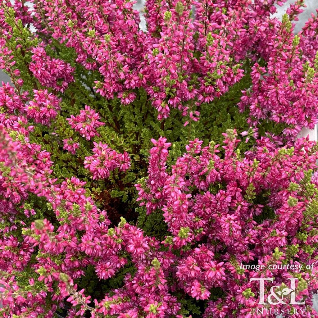 Calluna Vulgaris 'dark Beauty' - View 7 from www redcrocus com