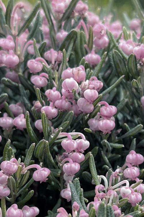 Andromeda Polifolia 'blue Ice', Mini Evergreen - View 1 from www redcrocus com