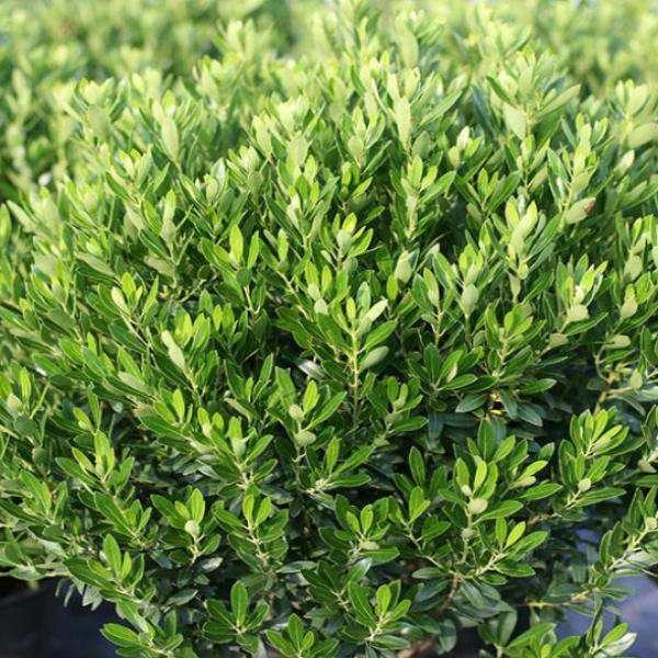 Ilex Glabra 'shamrock', Mini Evergreen - View 11 from www redcrocus com