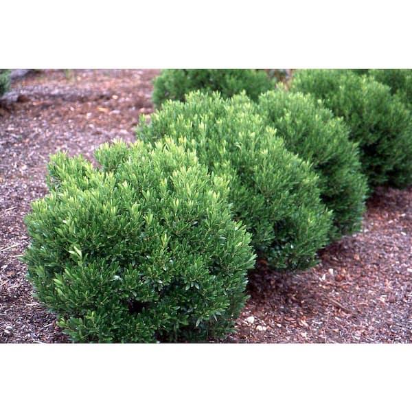 Ilex Glabra 'shamrock', Mini Evergreen - View 13 from www redcrocus com