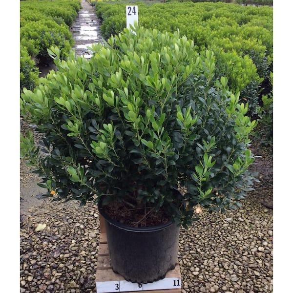 Ilex Glabra 'shamrock', Mini Evergreen - View 17 from www redcrocus com