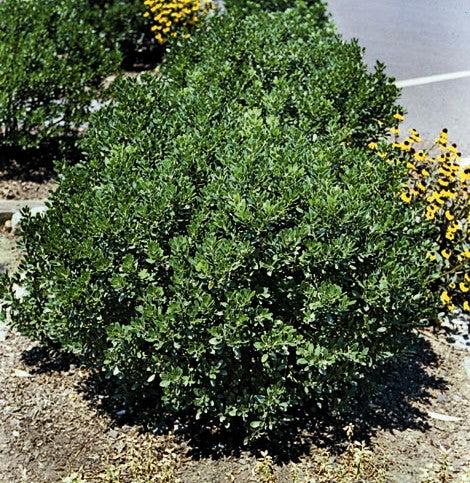 Ilex Glabra 'shamrock', Mini Evergreen - View 2 from www redcrocus com