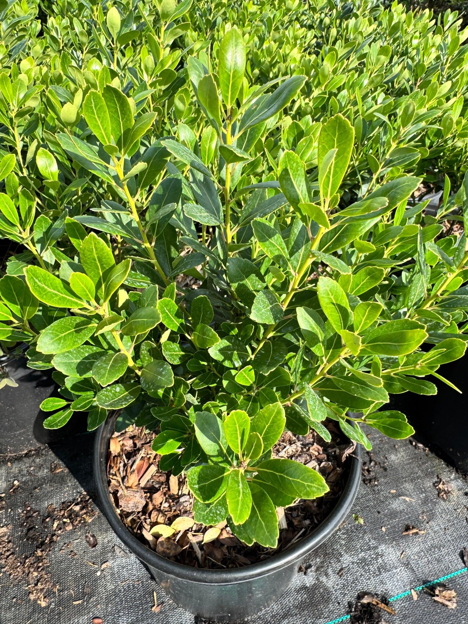 Ilex Glabra 'shamrock', Mini Evergreen - View 31 from www redcrocus com