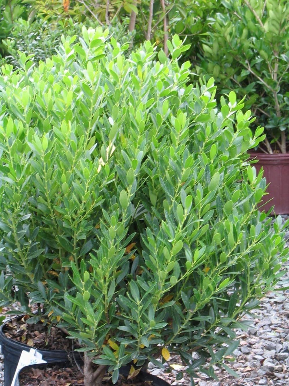 Ilex Glabra 'shamrock', Mini Evergreen - View 5 from www redcrocus com