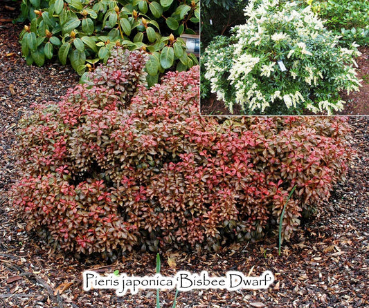Pieris Japonica 'bisbee's Dwarf', Mini Evergreen - View 1 from www redcrocus com