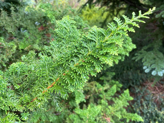 Chamaecyparis Obtusa 'filicoides', Mini Evergreen - View 1 from www redcrocus com