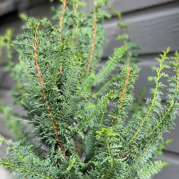 Chamaecyparis Obtusa 'filicoides', Mini Evergreen - View 3 from www redcrocus com