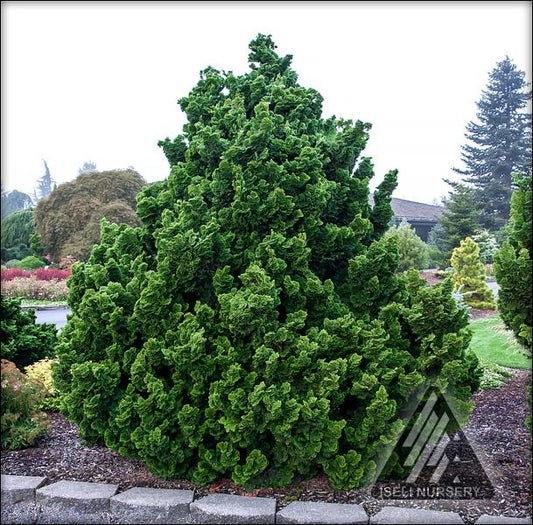 Chamaecyparis Obtusa 'nana Gracilis', Mini Evergreen - View 11 from www redcrocus com