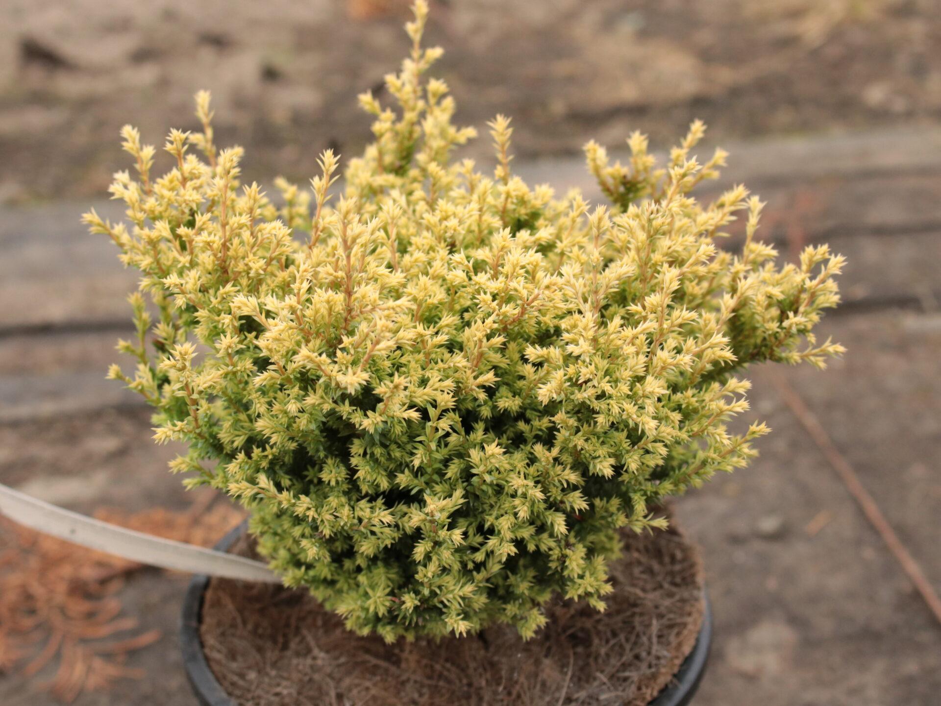 Chamaecyparis Pisifera 'bright Gold', Mini Evergreen - View 16 from www redcrocus com