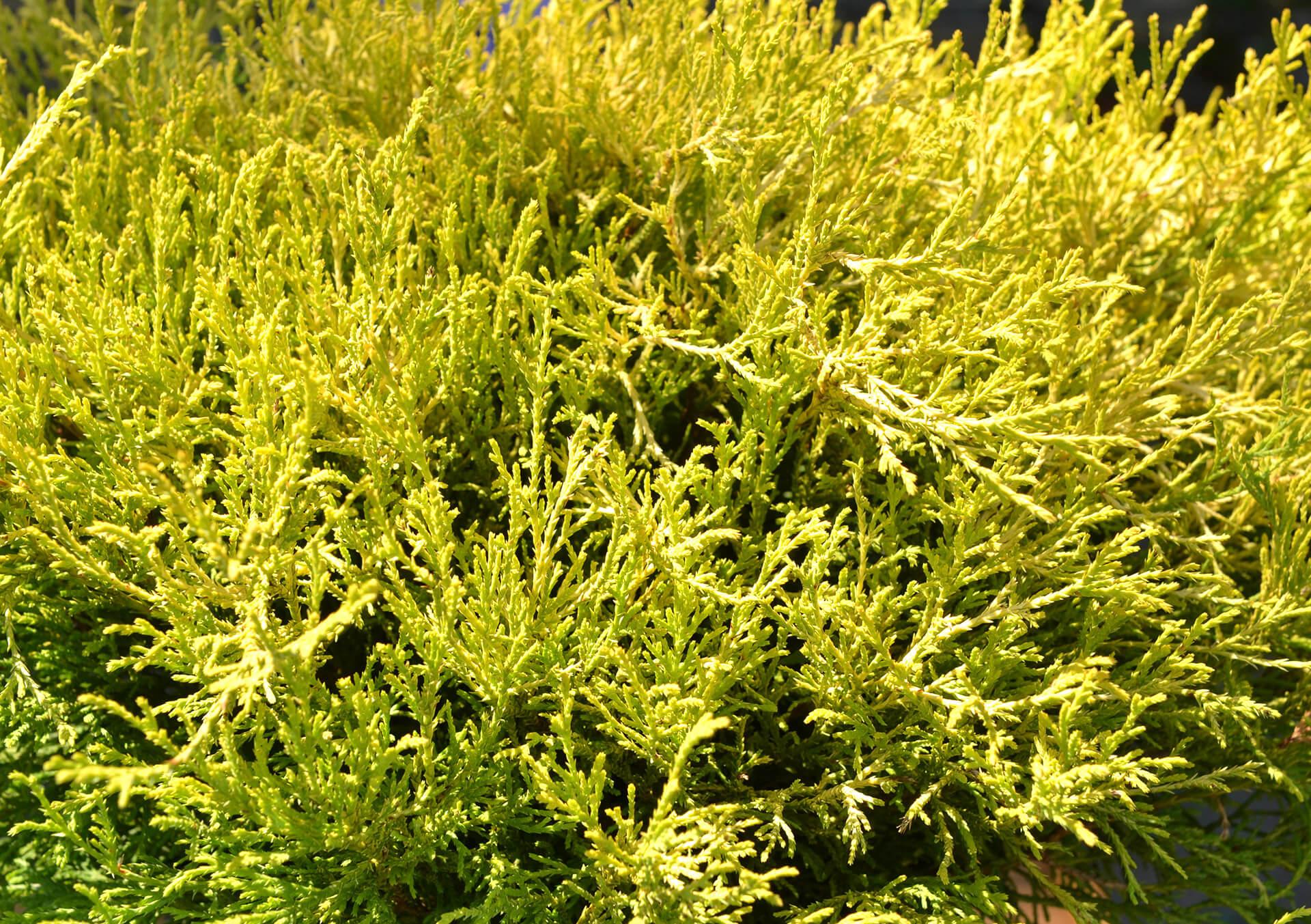 Chamaecyparis Pisifera 'bright Gold', Mini Evergreen - View 19 from www redcrocus com