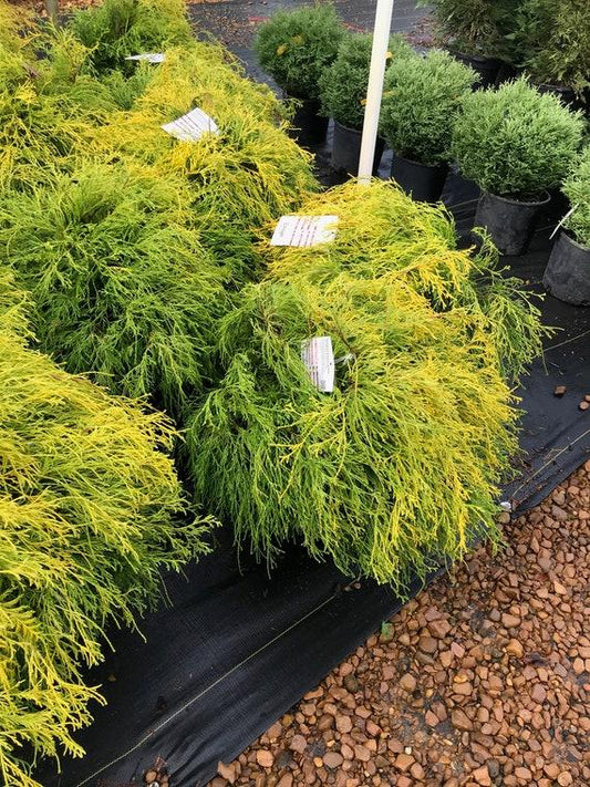 Chamaecyparis Pisifera 'bright Gold', Mini Evergreen - View 1 from www redcrocus com