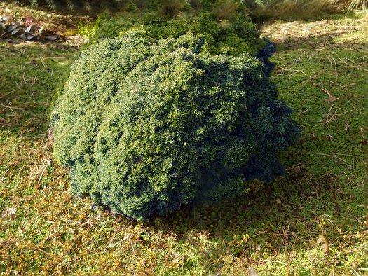 Chamaecyparis Pisifera 'bright Gold', Mini Evergreen - View 35 from www redcrocus com