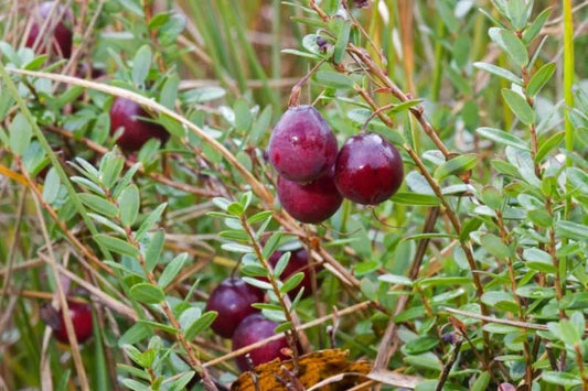 Cranberry, Vaccinium Macrocarpon, Mini Evergreen - View 10 from www redcrocus com