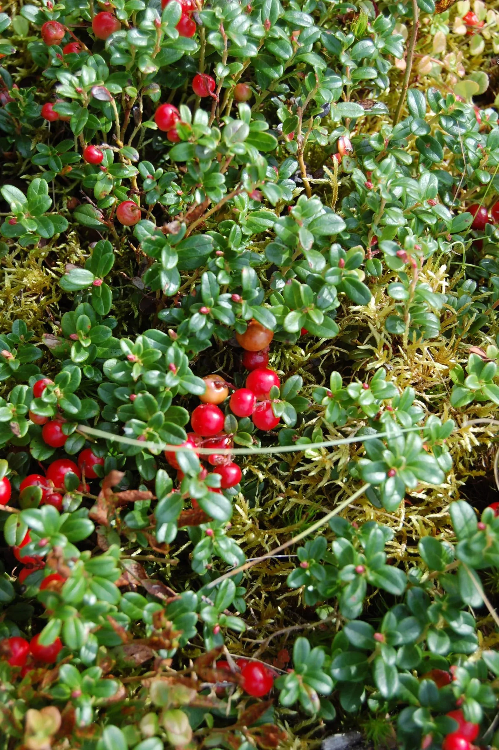 Cranberry, Vaccinium Macrocarpon, Mini Evergreen - View 24 from www redcrocus com