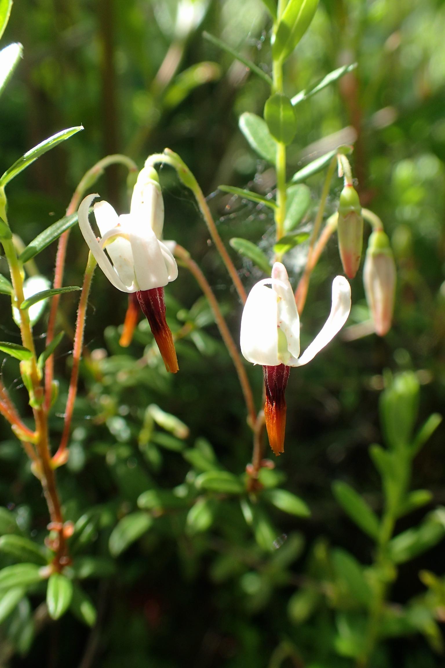 Cranberry, Vaccinium Macrocarpon, Mini Evergreen - View 5 from www redcrocus com
