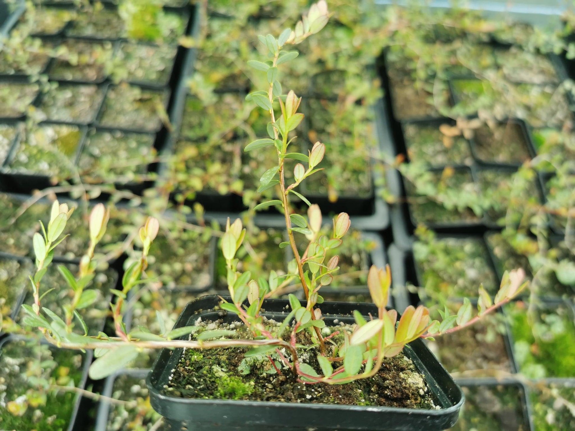 Cranberry, Vaccinium Macrocarpon, Mini Evergreen - View 9 from www redcrocus com