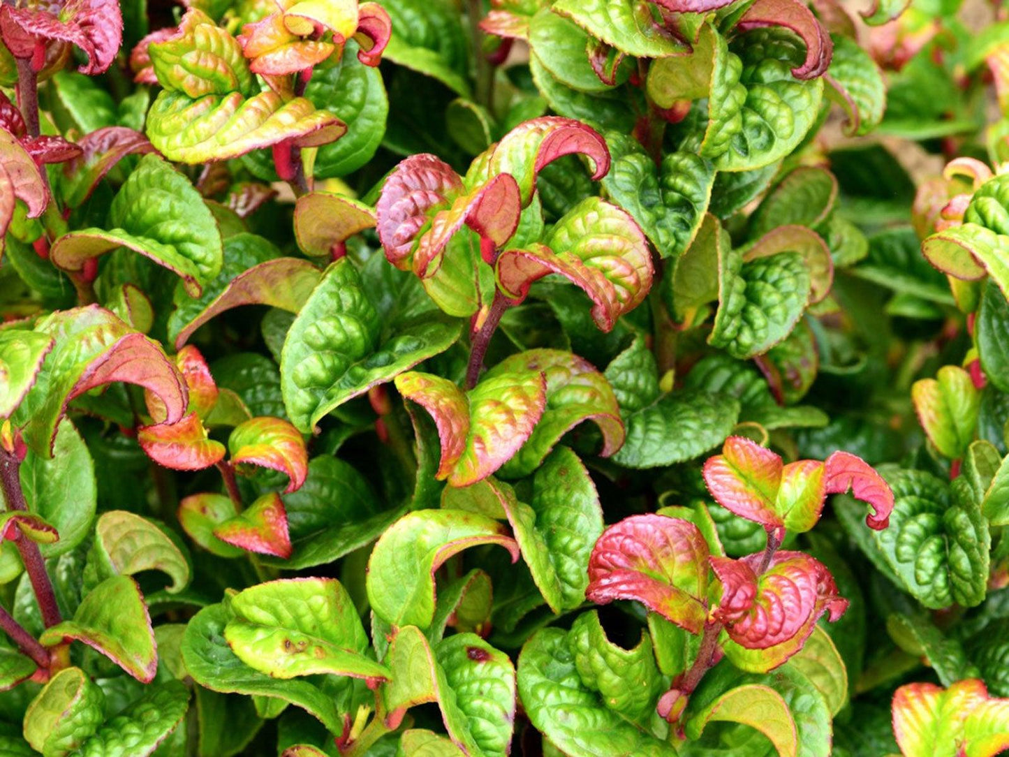 Leucothoe Catesbaei 'compacta', Mini Evergreen - View 11 from www redcrocus com