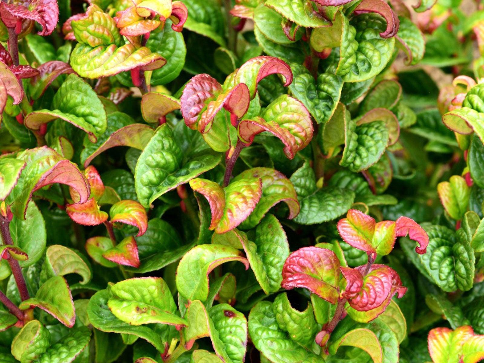 Leucothoe Catesbaei 'compacta', Mini Evergreen - View 11 from www redcrocus com