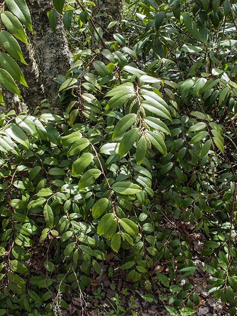 Leucothoe Catesbaei 'compacta', Mini Evergreen - View 13 from www redcrocus com
