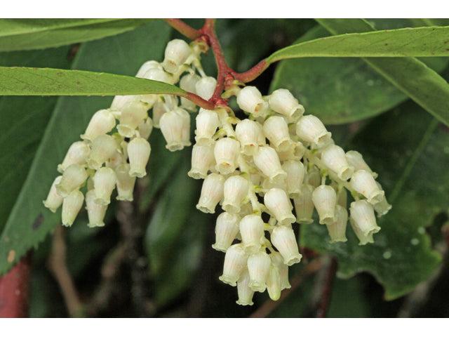 Leucothoe Catesbaei 'compacta', Mini Evergreen - View 14 from www redcrocus com