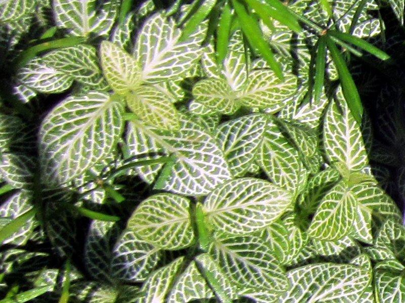 Leucothoe Catesbaei 'compacta', Mini Evergreen - View 16 from www redcrocus com