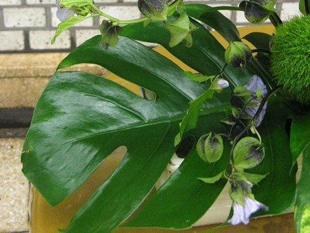 Leucothoe Catesbaei 'compacta', Mini Evergreen - View 19 from www redcrocus com