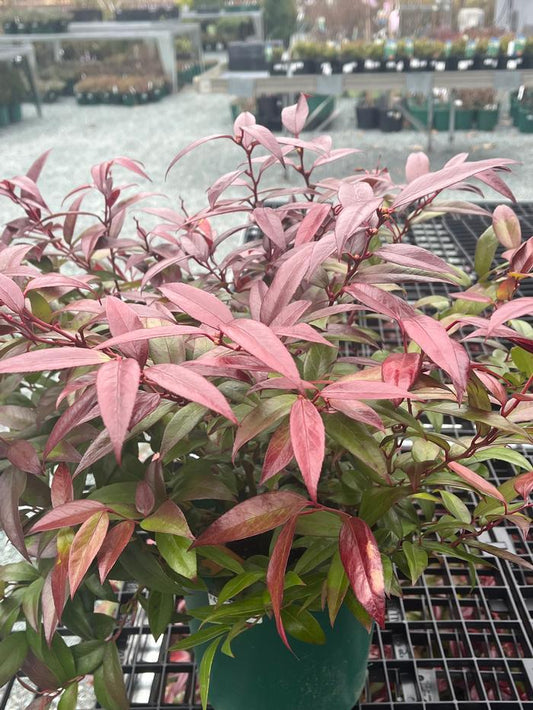 Leucothoe Catesbaei 'compacta', Mini Evergreen - View 1 from www redcrocus com