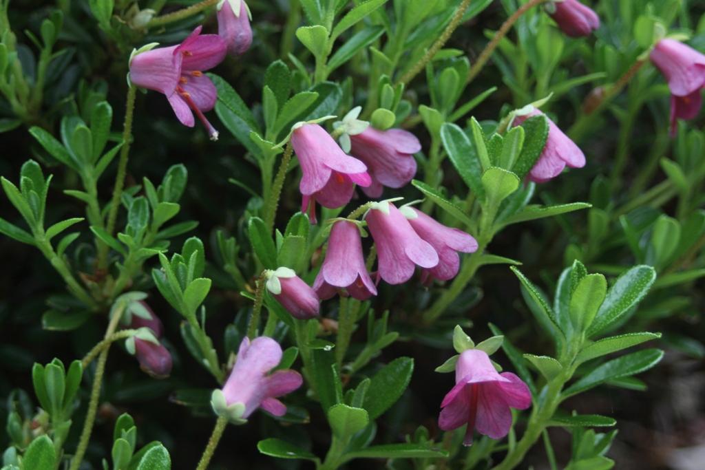 Leucothoe Catesbaei 'compacta', Mini Evergreen - View 21 from www redcrocus com