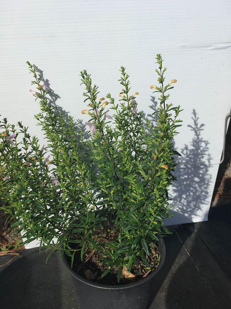 Leucothoe Catesbaei 'compacta', Mini Evergreen - View 5 from www redcrocus com