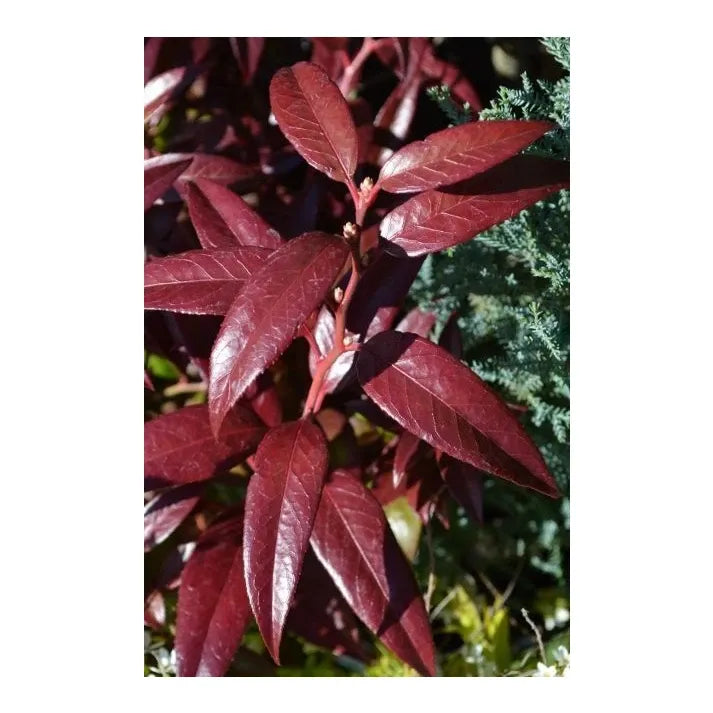 Leucothoe Catesbaei 'compacta', Mini Evergreen - View 6 from www redcrocus com