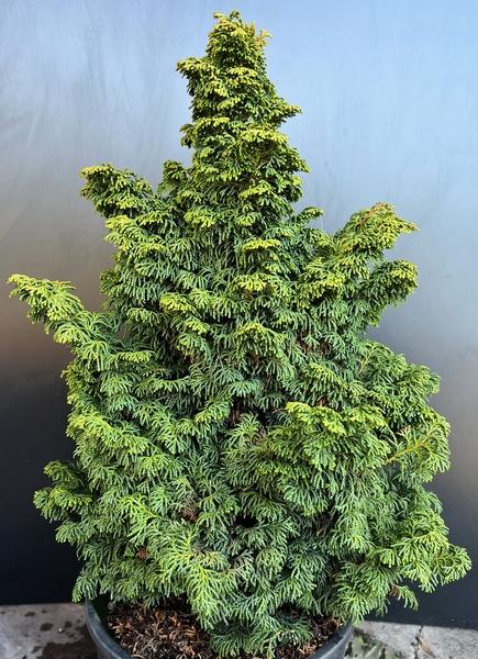 Chamaecyparis Obtusa Kosteri Mini Evergreen - View 1 from www redcrocus com