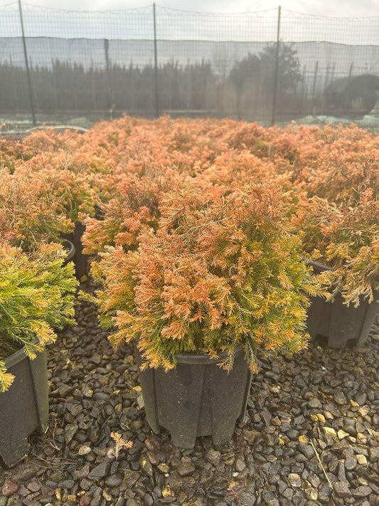 Thuja Occidentalis 'rheingold', Mini Evergreen - View 1 from www redcrocus com