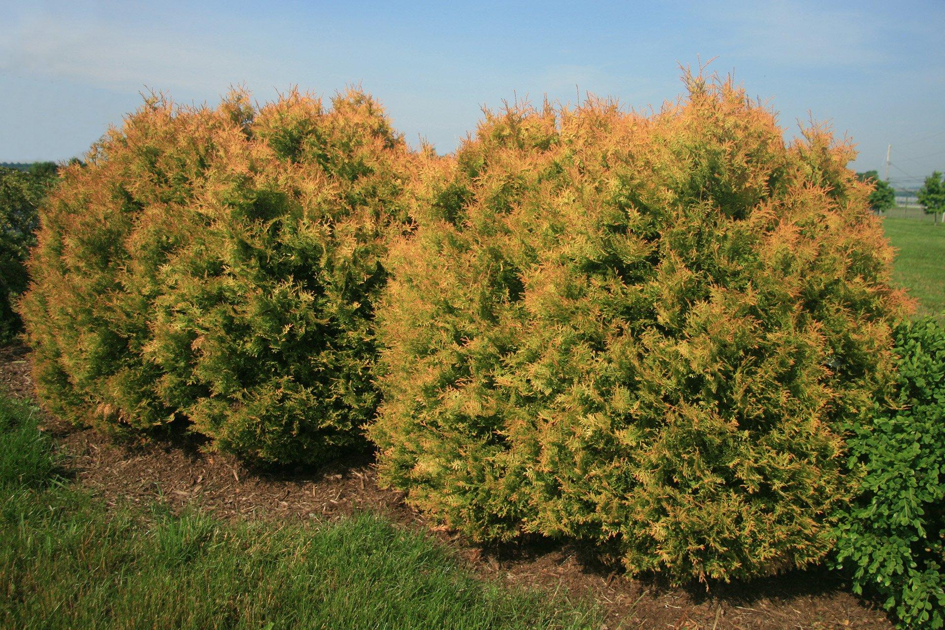 Thuja Occidentalis 'rheingold', Mini Evergreen - View 35 from www redcrocus com