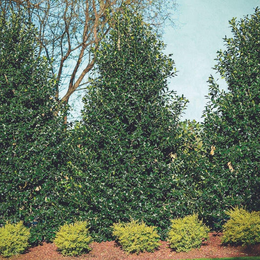 Ilex X Nellie R  Stevens - View 10 from www redcrocus com