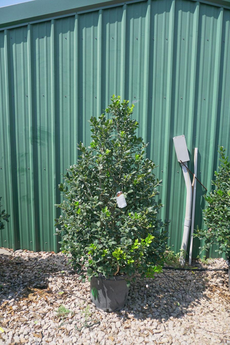 Ilex X Nellie R  Stevens - View 11 from www redcrocus com