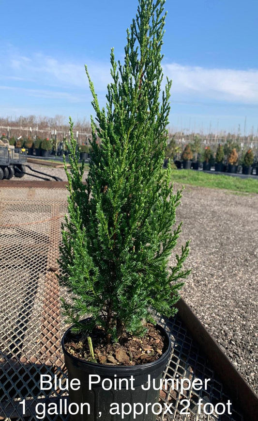 Juniperus Chinensis Blue Point Tree Form - View 10 from www redcrocus com