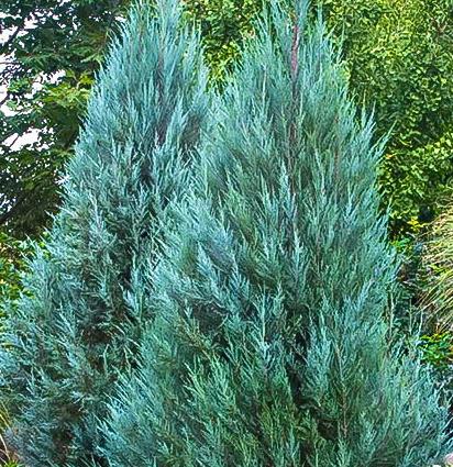 Juniperus Chinensis Blue Point Tree Form - View 11 from www redcrocus com