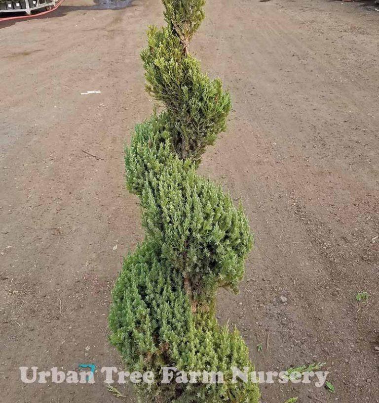 Juniperus Chinensis Blue Point Tree Form - View 13 from www redcrocus com