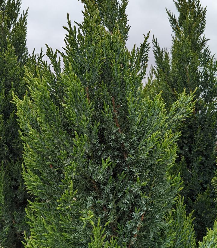 Juniperus Chinensis Blue Point Tree Form - View 14 from www redcrocus com