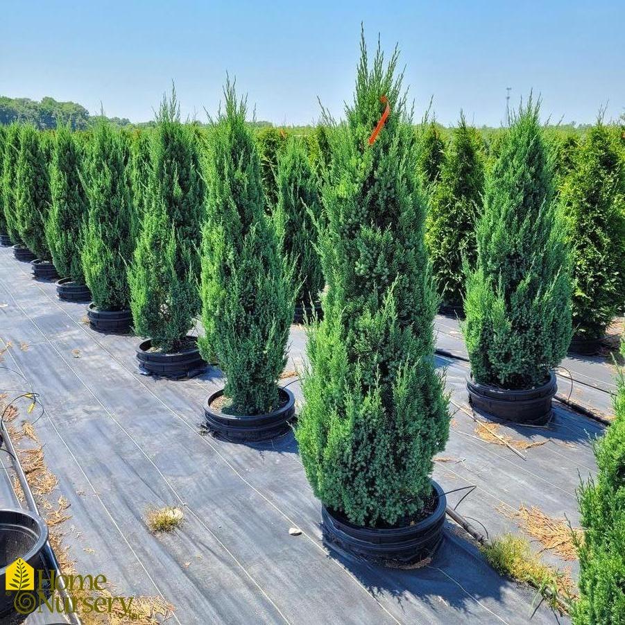 Juniperus Chinensis Blue Point Tree Form - View 15 from www redcrocus com