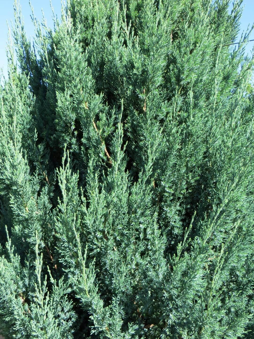 Juniperus Chinensis Blue Point Tree Form - View 16 from www redcrocus com