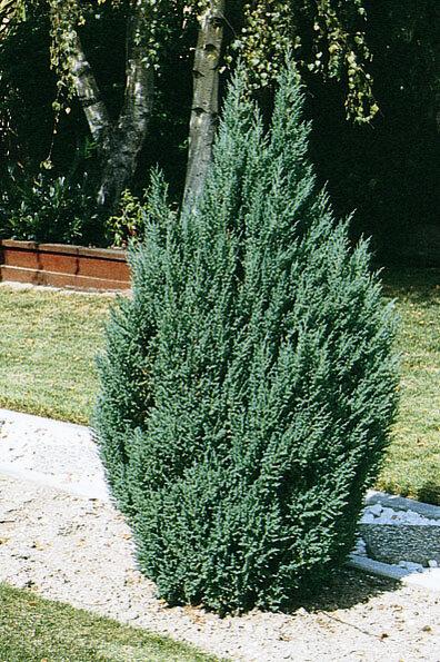 Juniperus Chinensis Blue Point Tree Form - View 18 from www redcrocus com